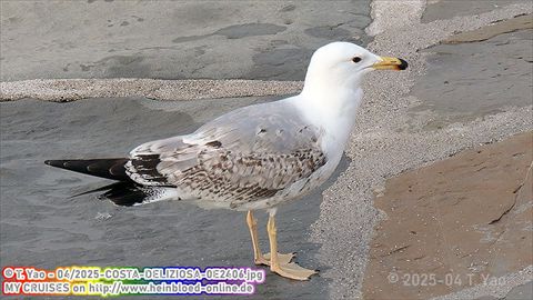2025-COSTA-DELIZIOSA-0E2406