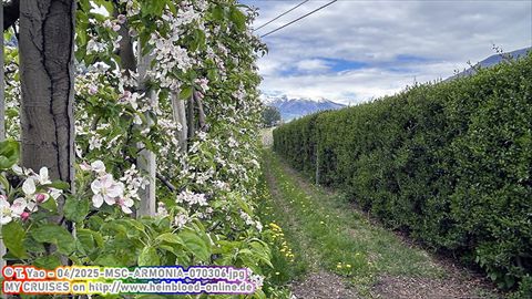 2025-MSC-ARMONIA-070306