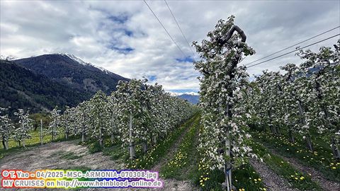 2025-MSC-ARMONIA-070308