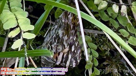 2025-COSTA-DELIZIOSA-0D2206