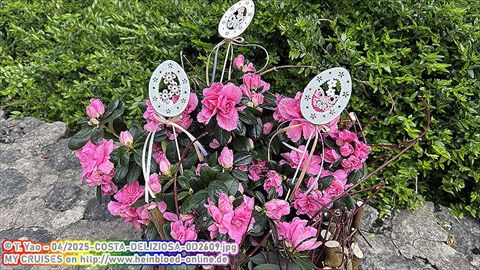 2025-COSTA-DELIZIOSA-0D2609