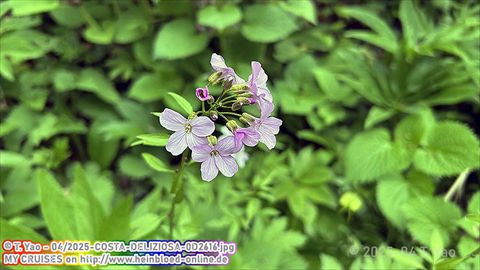 2025-COSTA-DELIZIOSA-0D2616
