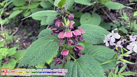 2025-COSTA-DELIZIOSA-0D2618