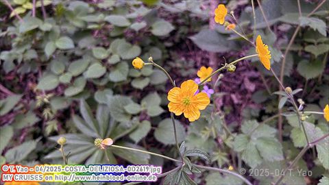 2025-COSTA-DELIZIOSA-0D2619