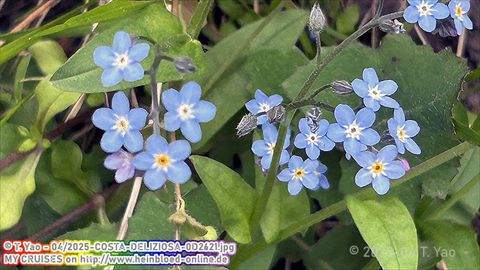 2025-COSTA-DELIZIOSA-0D2621