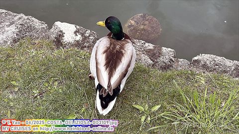 2025-COSTA-DELIZIOSA-0D3109